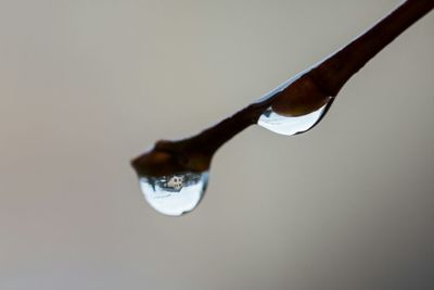 Close-up of water drops on leaf