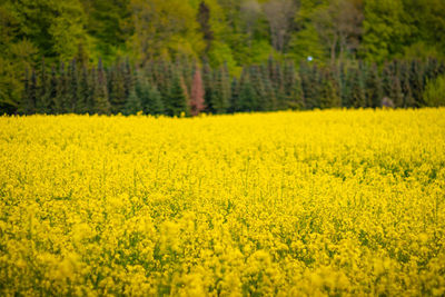 Scenic view of oilseed rape field