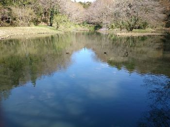 Reflection of trees in lake against sky