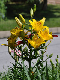 Close-up of yellow crocus blooming outdoors