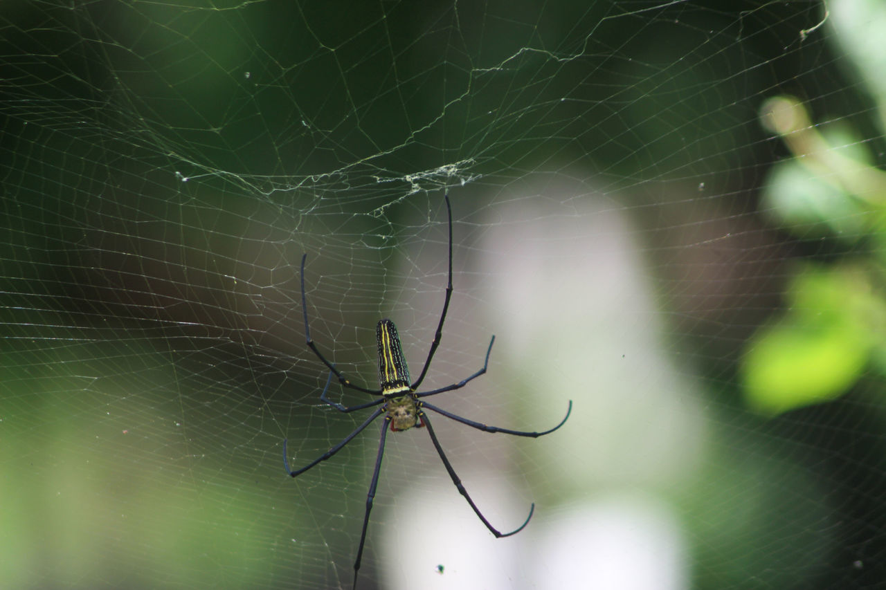 spider web, animal themes, animal, fragility, spider, animal wildlife, close-up, arachnid, one animal, insect, green, wildlife, focus on foreground, nature, macro photography, animal body part, no people, animal leg, web, beauty in nature, outdoors, zoology, day, selective focus, macro, trapped, spinning, animals hunting, argiope, complexity, intricacy