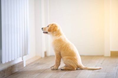 Dog looking away while sitting on hardwood floor