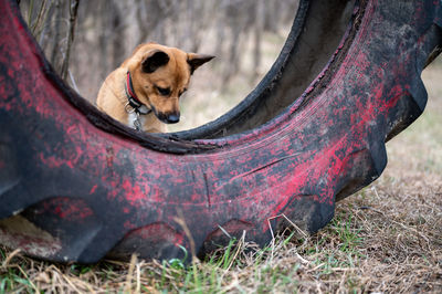 Dog on field