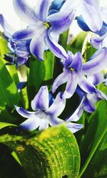 Close-up of purple flowers