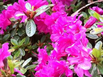 Close-up of pink flowers blooming outdoors