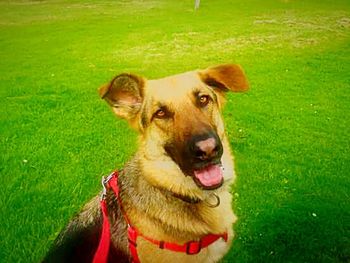 Portrait of dog on grassy field