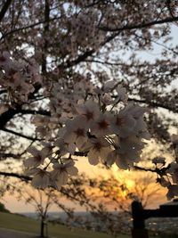 Close-up of cherry blossoms in spring