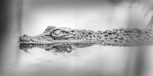 Close-up of crocodile in water