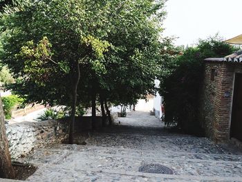 Footpath along trees