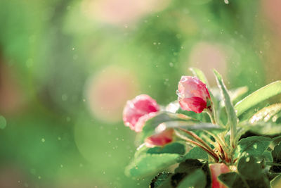 Close-up of raindrops on pink flower