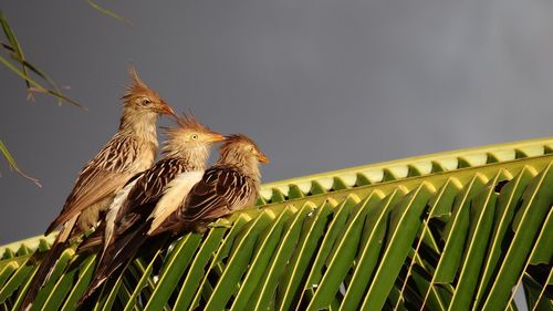 Close-up of birds on palm leaf