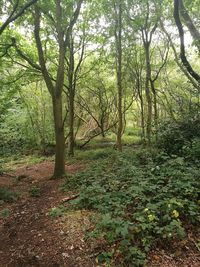 Footpath passing through forest