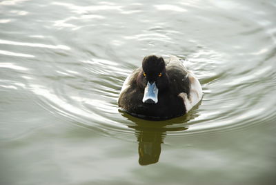 High angle view of duck swimming in lake