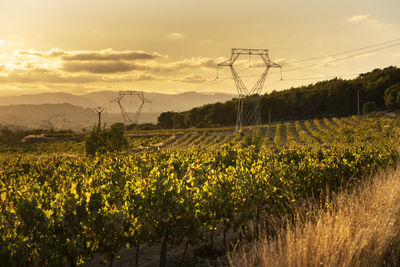 Towers of high voltage cables in an autumn sunset in the fields of the penedes region 