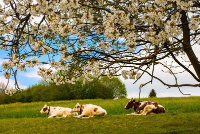 Dogs on landscape against sky