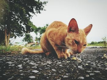 Close-up of cat sitting on street