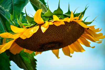 Close-up of sunflower