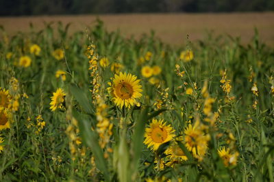 Close-up of yellow flowering plants on field