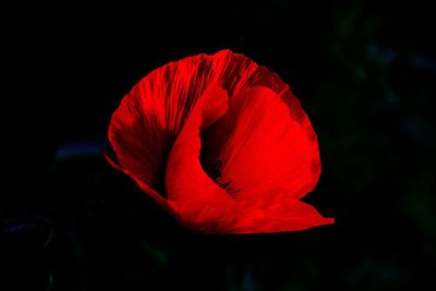 Close-up of red rose