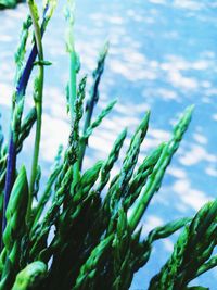 Close-up of fresh green plants against sky