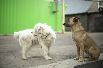 Dogs get to know each other. two stray dogs on street. animals are friends. pets without owners.