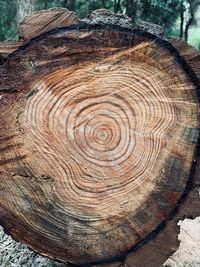 Close-up of tree stump in forest