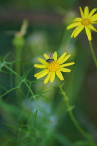 Close-up of yellow flowering plant