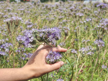 Farmer woman check phacelia tanacetifolia blossom. phacelia is known as blue tansy or purple tansy