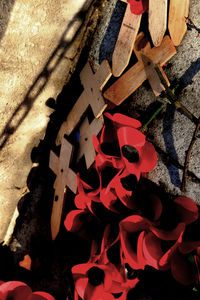 High angle view of red flowering plant on wall