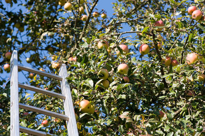 Low angle view of apple tree