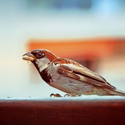 Close-up of an animal