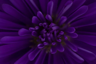 Full frame shot of purple flower