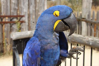 Close-up of blue bird perching outdoors