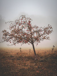 View of flowering tree on field against sky