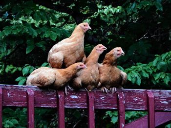 Close-up of rooster perching on plant