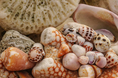 High angle view of shells