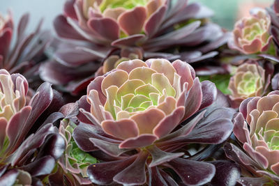 Close-up of succulent plant