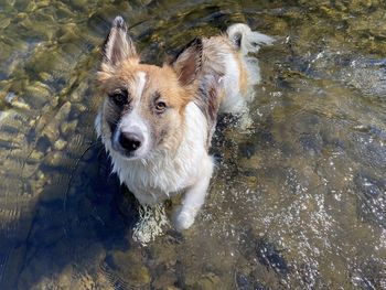High angle view of dog in water