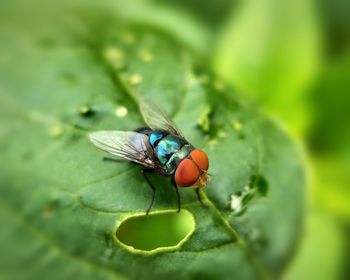 Close-up of fly on leaf