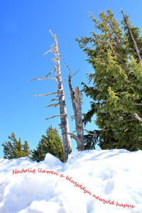 Trees on snow covered landscape against clear blue sky