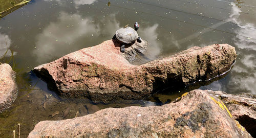 High angle view of bird perching on rock by lake