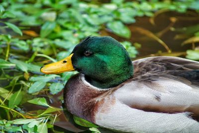 Close-up of bird