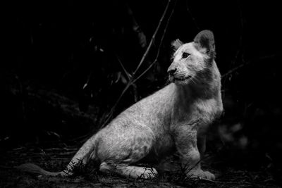 Lion cubs black and white