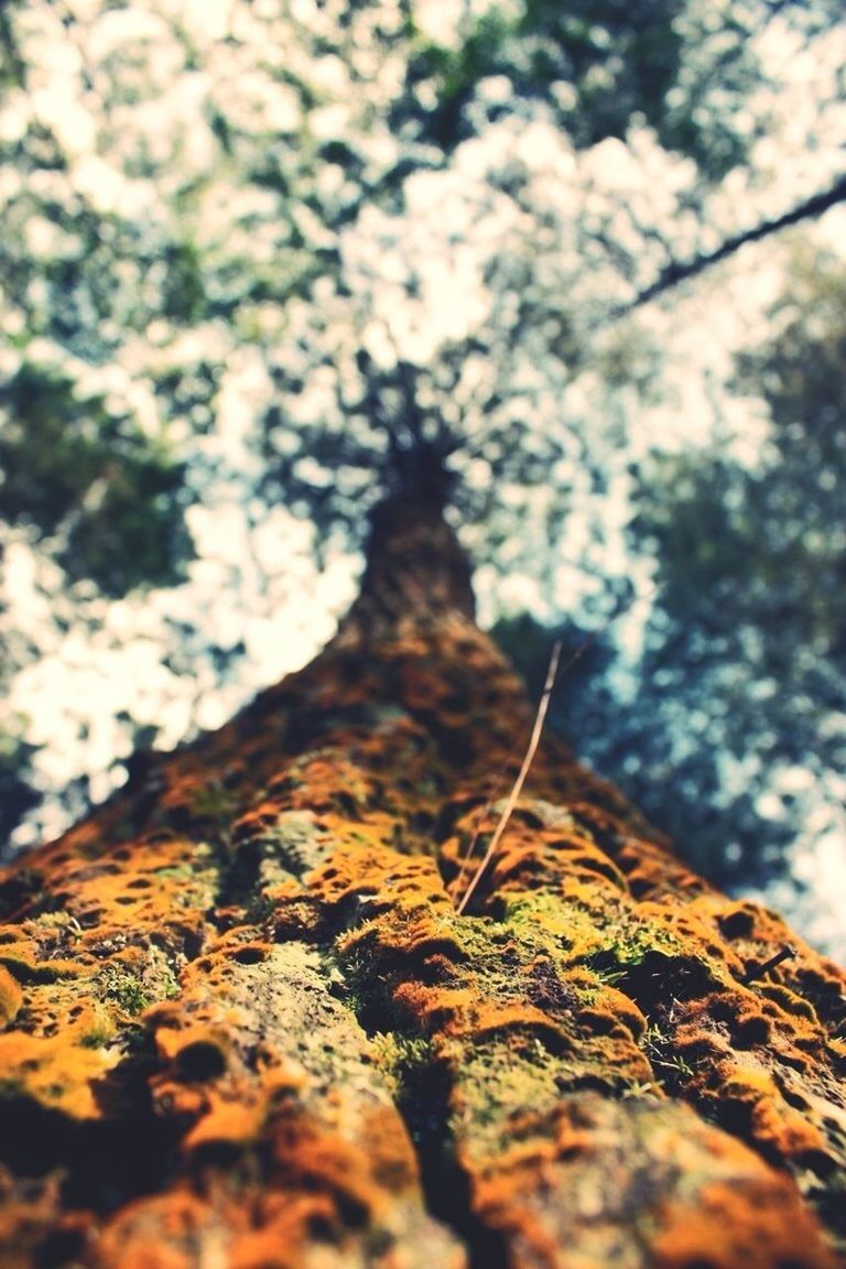 tree, selective focus, low angle view, focus on foreground, close-up, nature, tranquility, sunlight, textured, growth, day, beauty in nature, outdoors, no people, season, leaf, tree trunk, sky, autumn, surface level