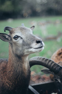 Close-up of the mountain goat.