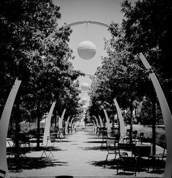 Street light along trees