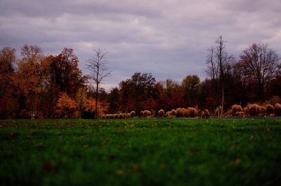 View of trees on field against sky