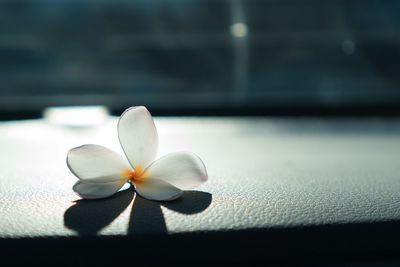 Close-up of white flower