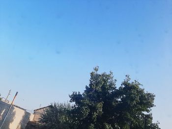 Low angle view of plants against clear blue sky