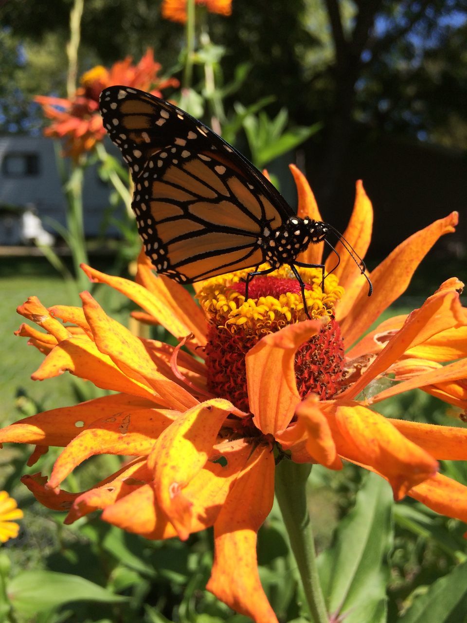 CLOSE-UP OF BUTTERFLY POLLINATING ON RED FLOWER